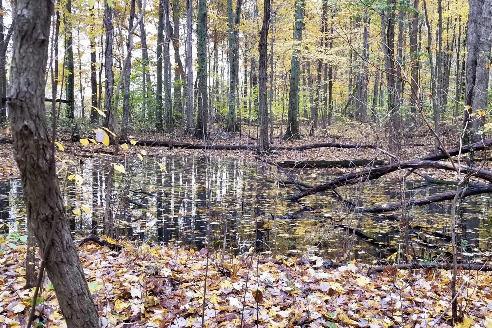 wetlands-e1548186632283